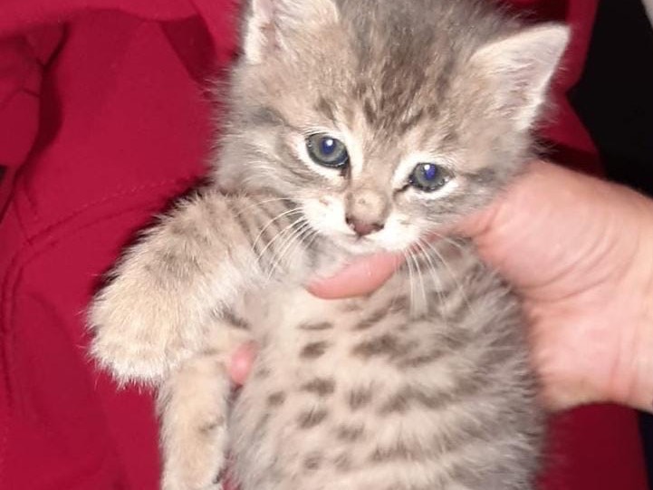 Adozione gatto, femmina, Razza sconosciuta Razza sconosciuta, 1 mesi, taglia non valida, Pescara