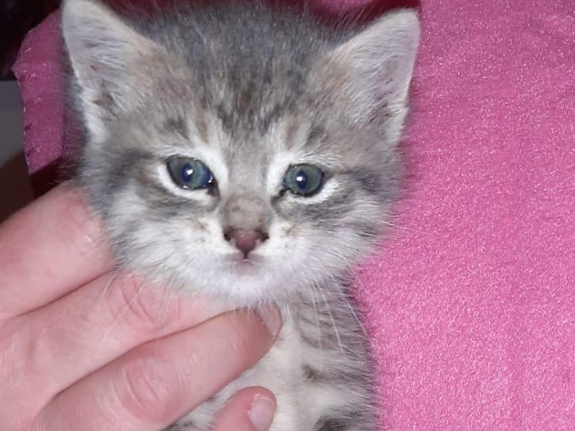 Adotta un gatto, femmina, 1 mesi, Pescara