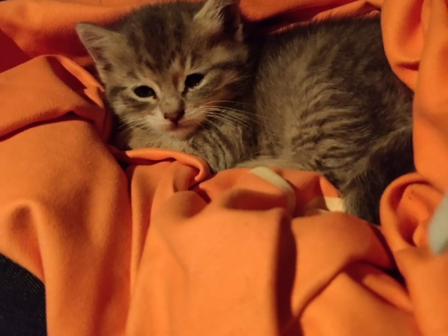 Adotta un gatto, taglia non valida, femmina, Pescara