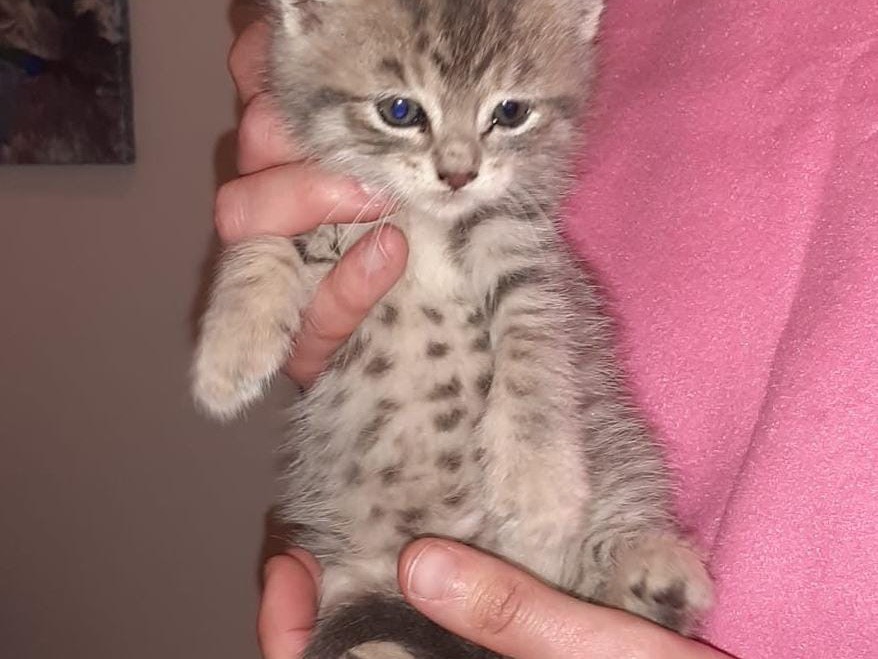 Vuoi adottare un gatto a Pescara?