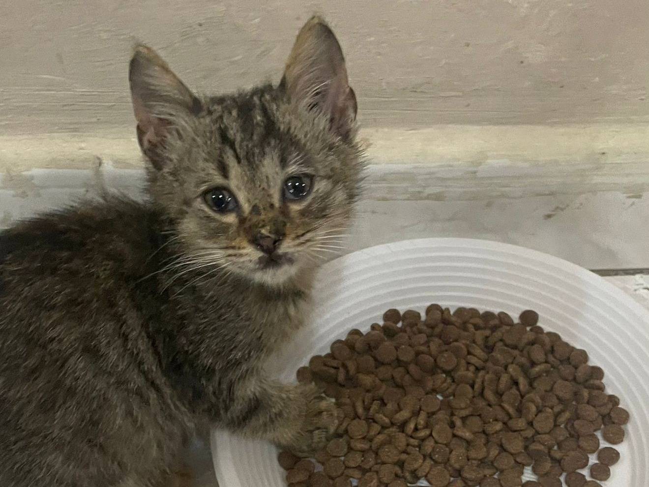 Adozione gatto, maschio, Razza sconosciuta Razza sconosciuta, 2 mesi, taglia non valida, Napoli