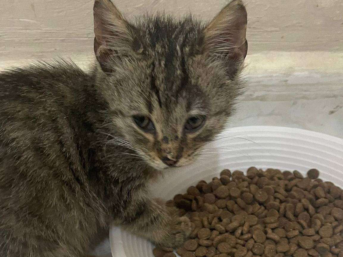 Adotta un gatto, maschio, 2 mesi, Napoli