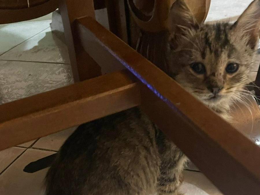 Adotta un gatto, taglia non valida, maschio, Napoli
