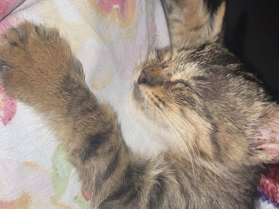Vuoi adottare un gatto a Napoli?