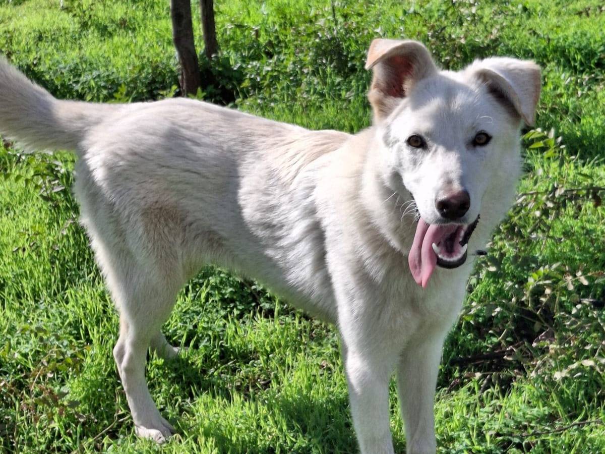 Adozione cane, femmina, Razza sconosciuta Razza sconosciuta, 7 mesi, taglia media, Crotone