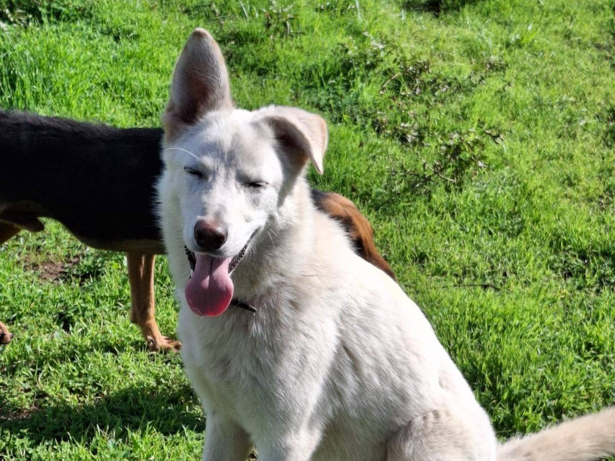 Adotta un cane, femmina, 7 mesi, Crotone