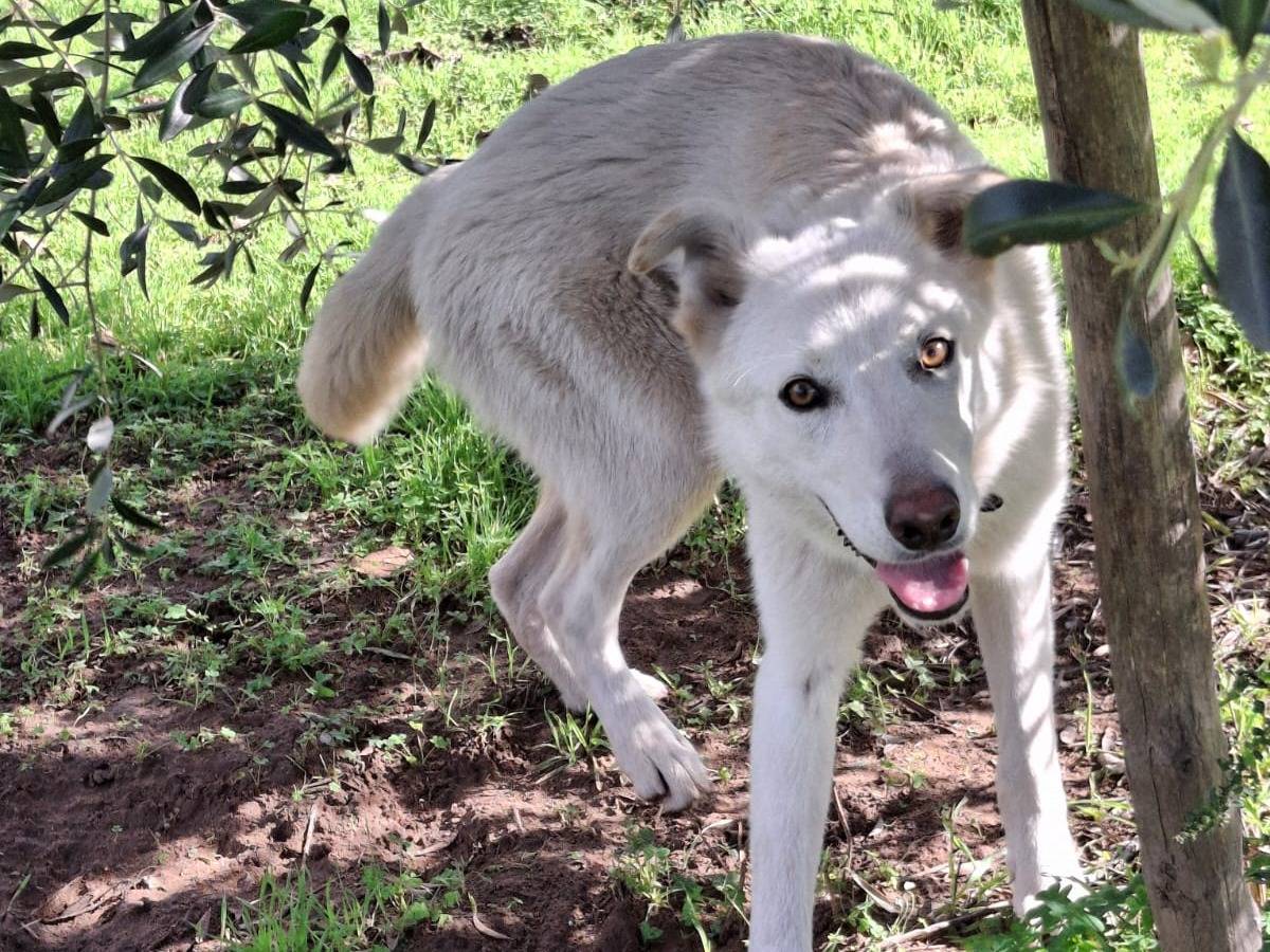 Adotta un cane, taglia media, femmina, Crotone