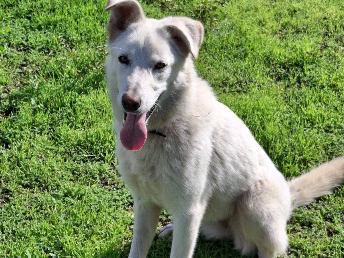 Vuoi adottare un cane a Crotone?