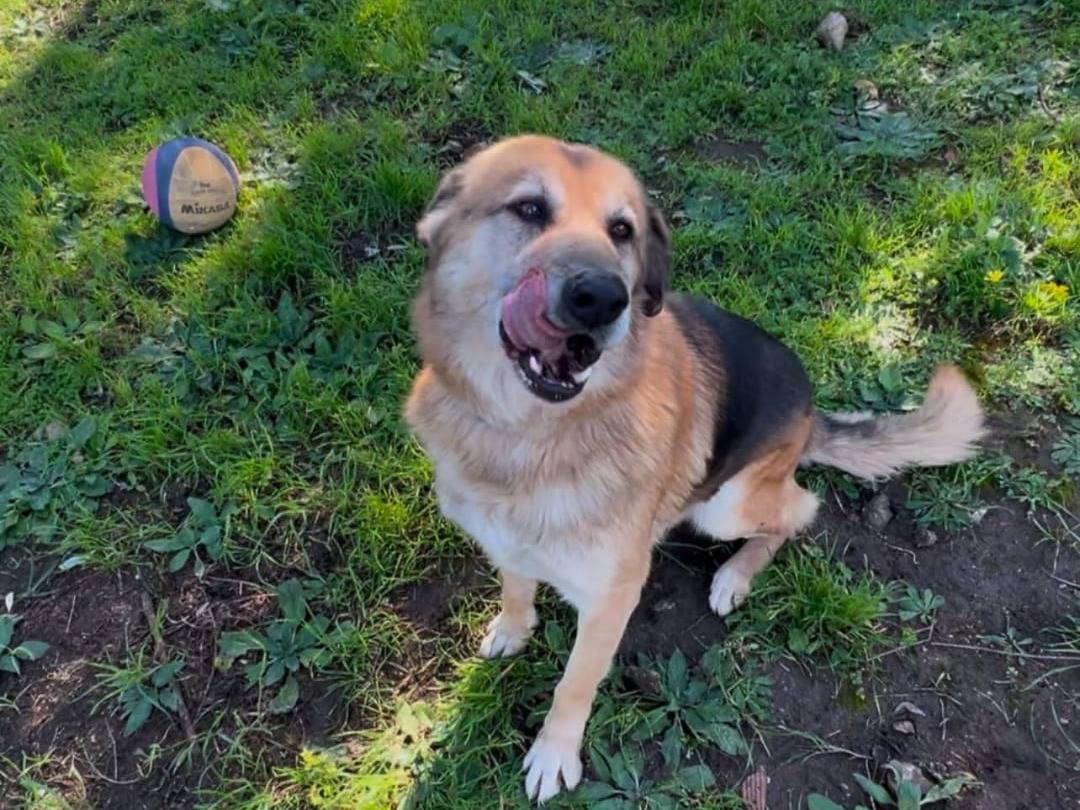 Adotta un cane, maschio, 8 anni e 2 mesi, Crotone