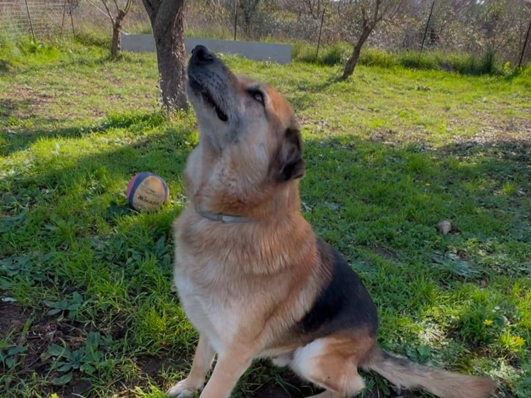 Adotta un cane, taglia grande, maschio, Crotone