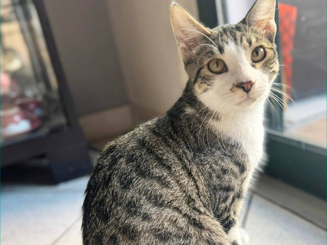 Adozione gatto, maschio, Razza sconosciuta Razza sconosciuta, 7 mesi, taglia non valida, Torino