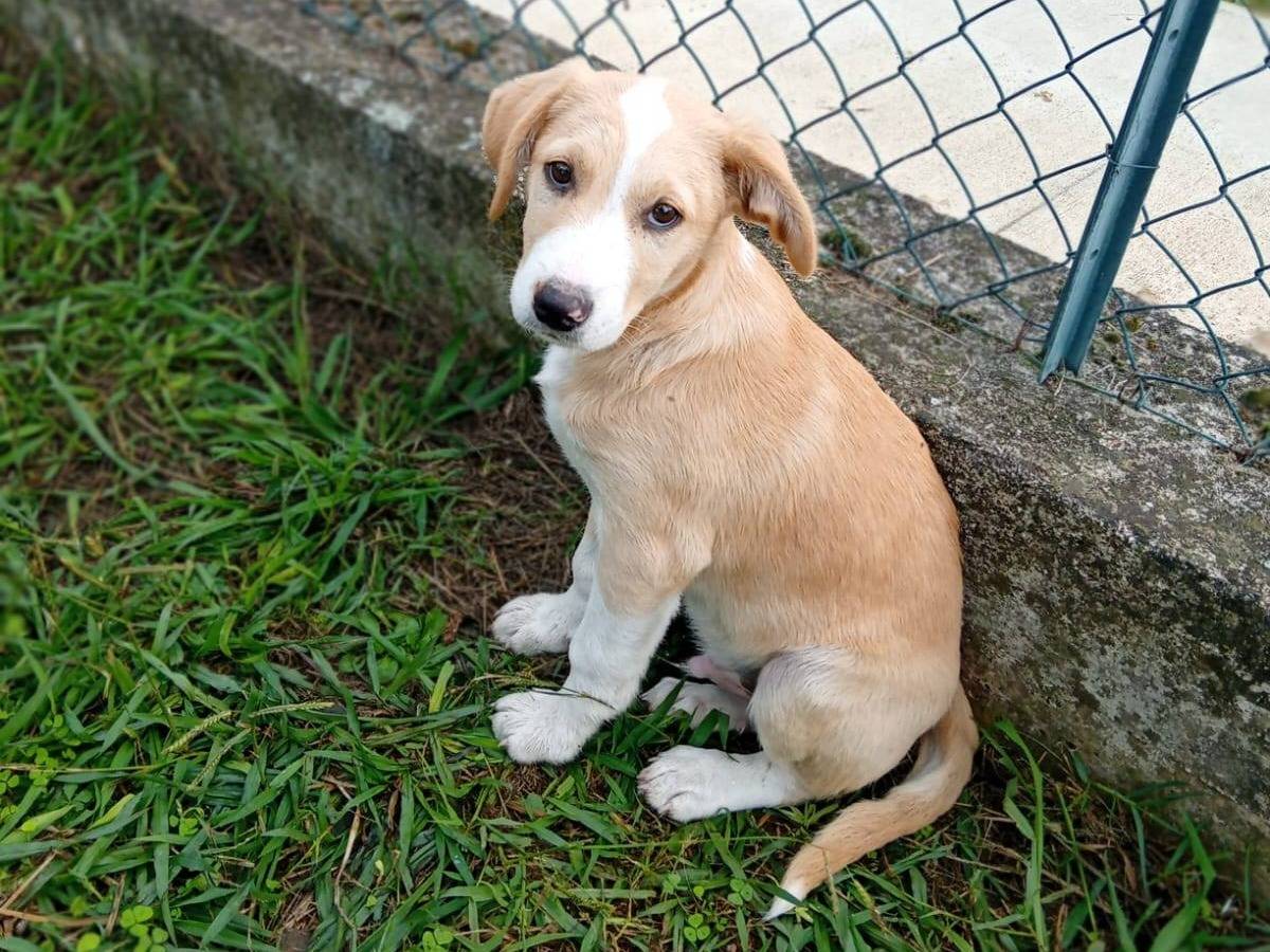 Adotta un cane, maschio, 4 mesi, Frosinone