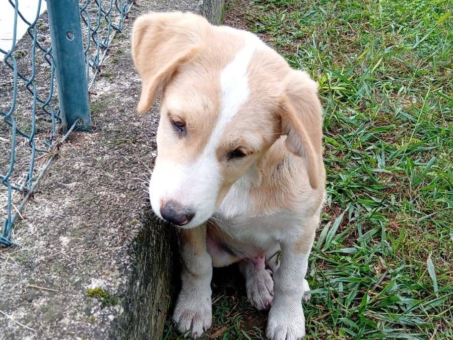 Adotta un cane, taglia media, maschio, Frosinone