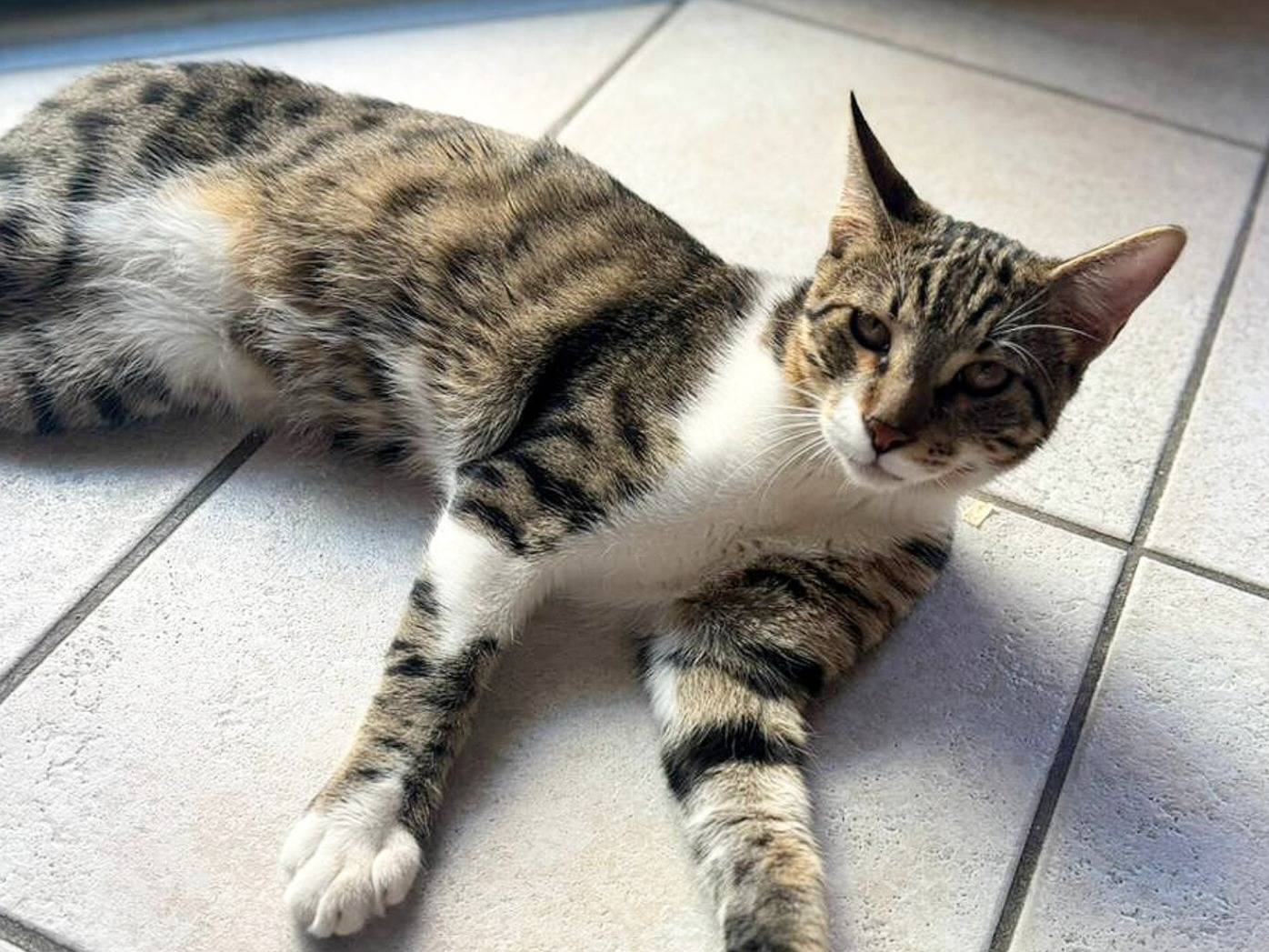 Adozione gatto, maschio, Razza sconosciuta Razza sconosciuta, 7 mesi, taglia non valida, Torino
