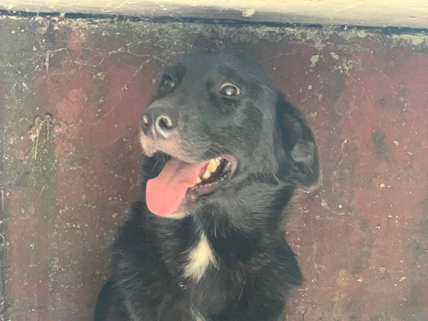 Adozione cane, maschio, Razza sconosciuta Razza sconosciuta, 2 anni e 10 mesi, taglia media, Frosinone