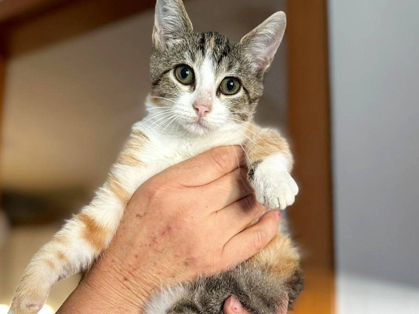 Adozione gatto, femmina, Razza sconosciuta Razza sconosciuta, 5 mesi, taglia non valida, Torino