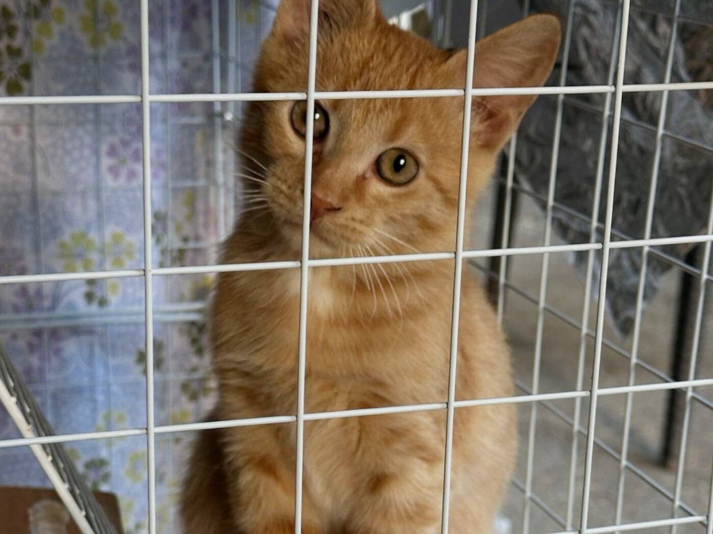 Adozione gatto, maschio, Razza sconosciuta Razza sconosciuta, 4 mesi, taglia non valida, Torino