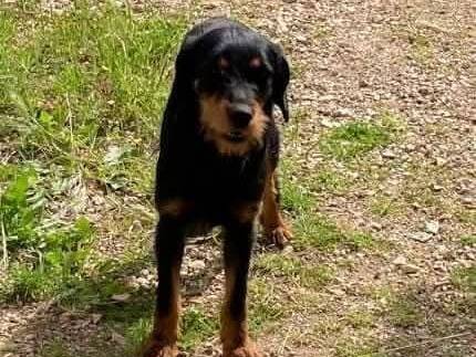 Adozione cane, maschio, Razza sconosciuta Razza sconosciuta, 1 anno e 10 mesi, taglia media contenuta, Frosinone