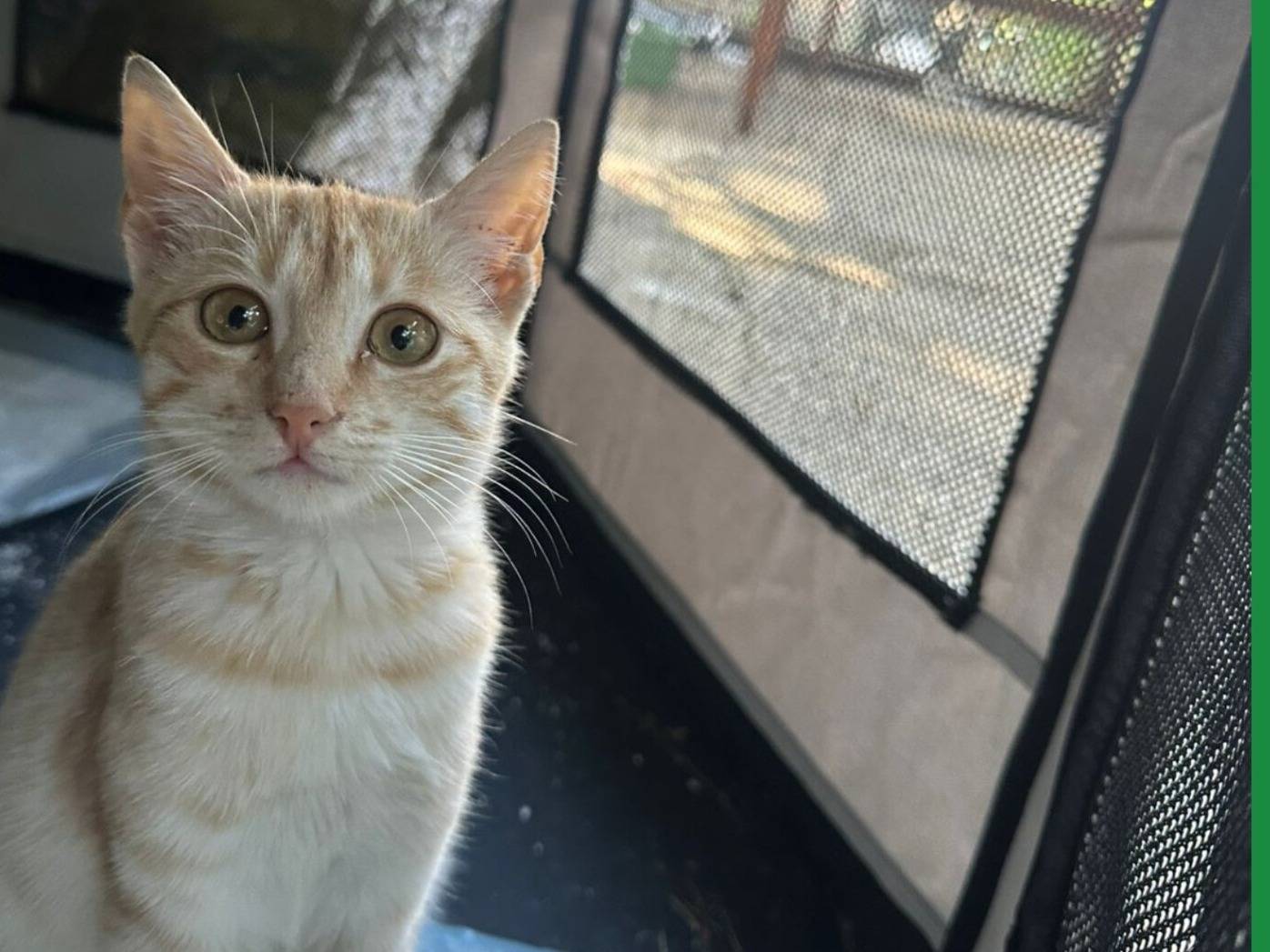 Adozione gatto, maschio, Razza sconosciuta Razza sconosciuta, 4 mesi, taglia non valida, Torino