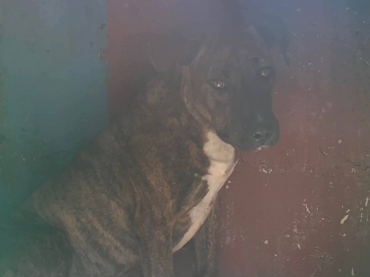Adozione cane, maschio, Amstaff Razza sconosciuta, 2 anni e 10 mesi, taglia media, Frosinone