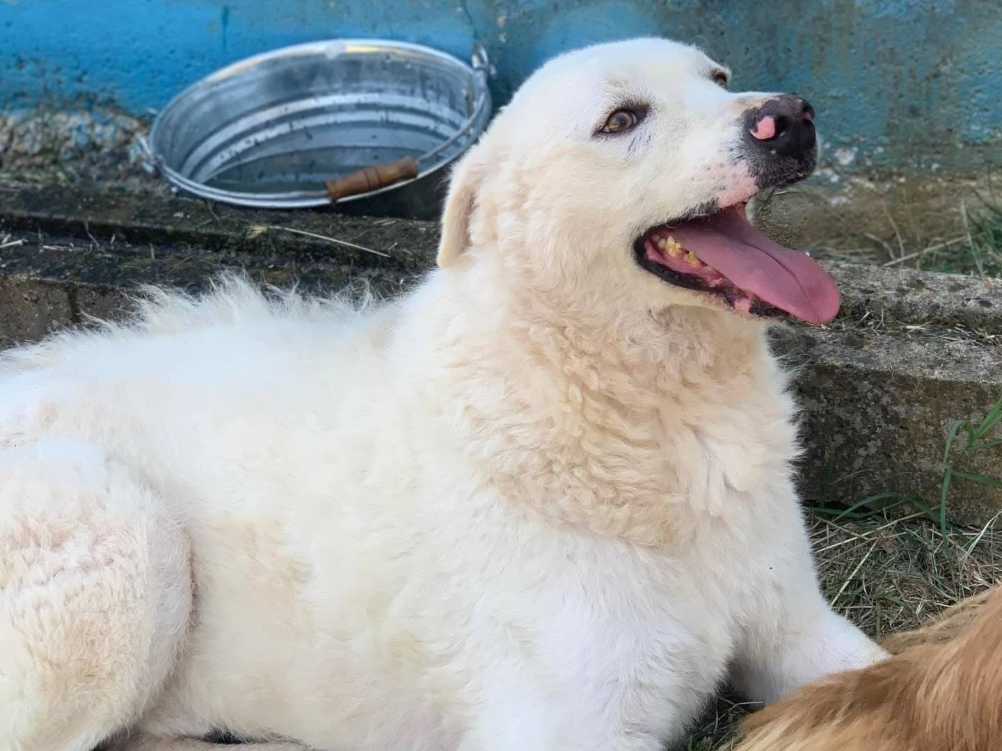 Adozione cane, maschio, Razza sconosciuta Razza sconosciuta, 5 anni e 10 mesi, taglia media, Frosinone