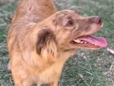Adozione cane, maschio, Razza sconosciuta Razza sconosciuta, 2 anni e 10 mesi, taglia media contenuta, Frosinone