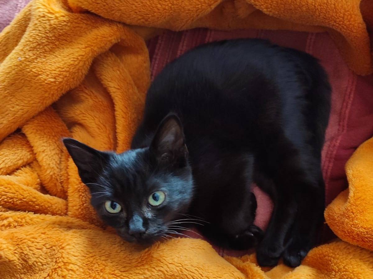 Adotta un gatto, femmina, 3 mesi, Verona