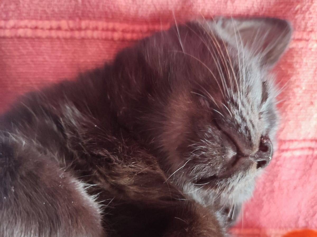 Vuoi adottare un gatto a Verona?