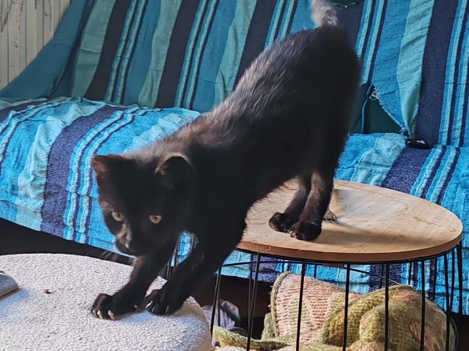 Adozione gatto, maschio, Razza sconosciuta Razza sconosciuta, 4 mesi, taglia non valida, Verona