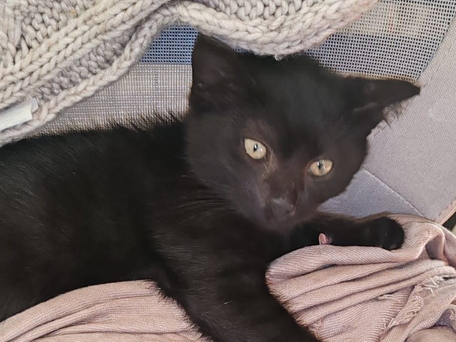 Adotta un gatto, maschio, 4 mesi, Verona