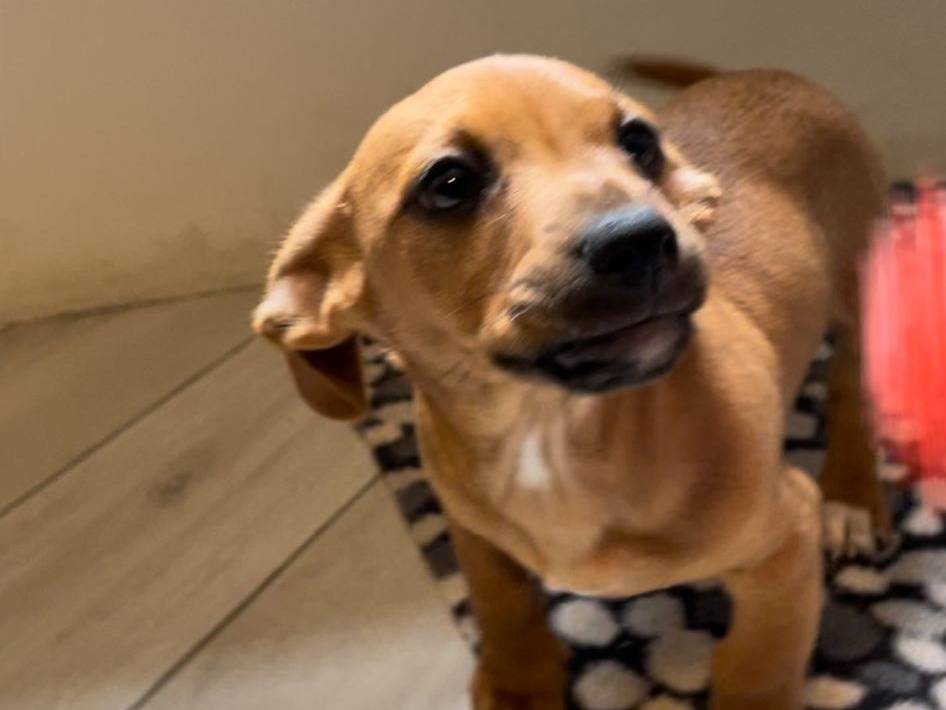 Adotta un cane, maschio, 2 mesi, Verona