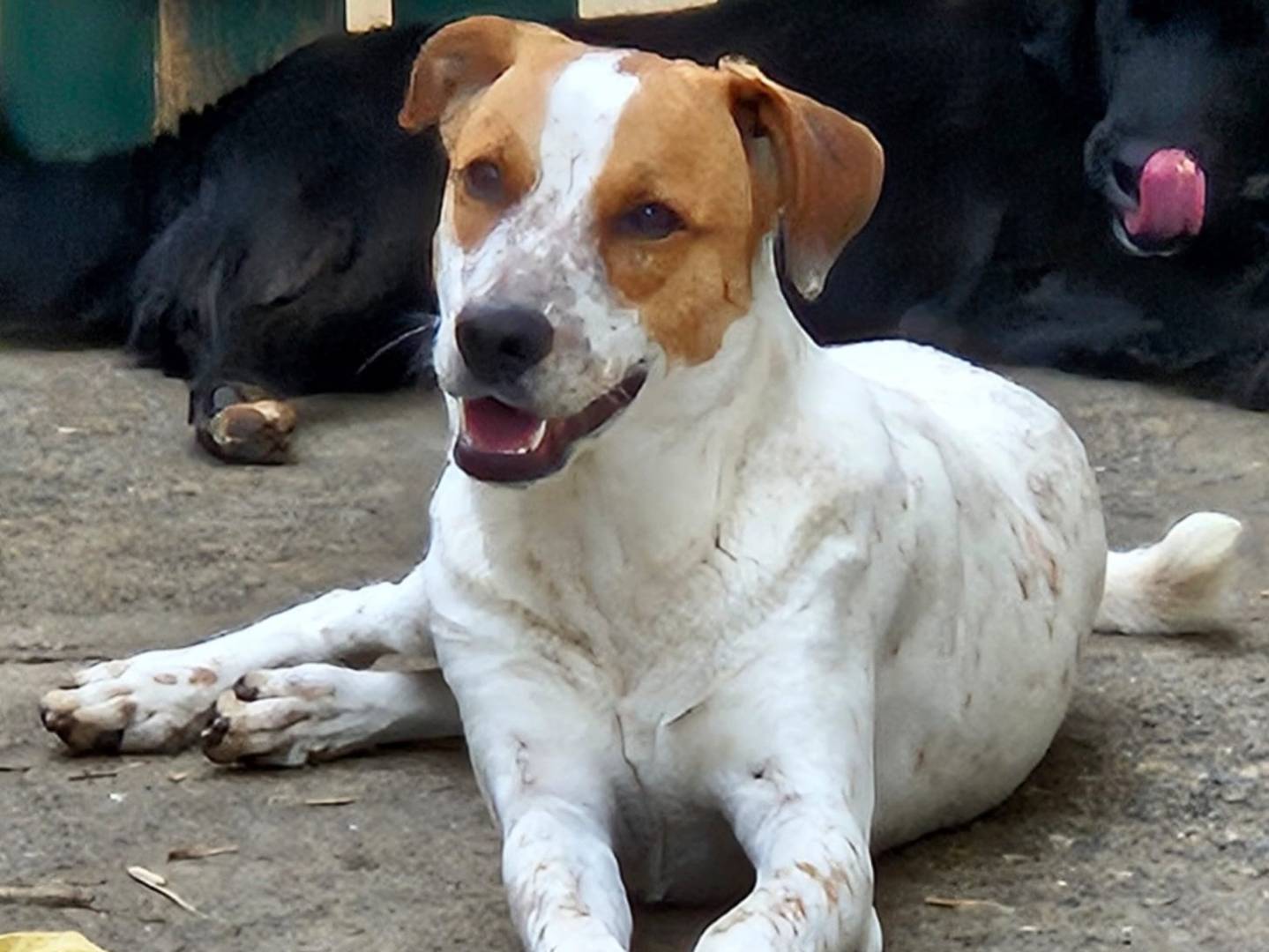 Adozione cane, maschio, Labrador Retriever Breton, 8 mesi, taglia media, Varese