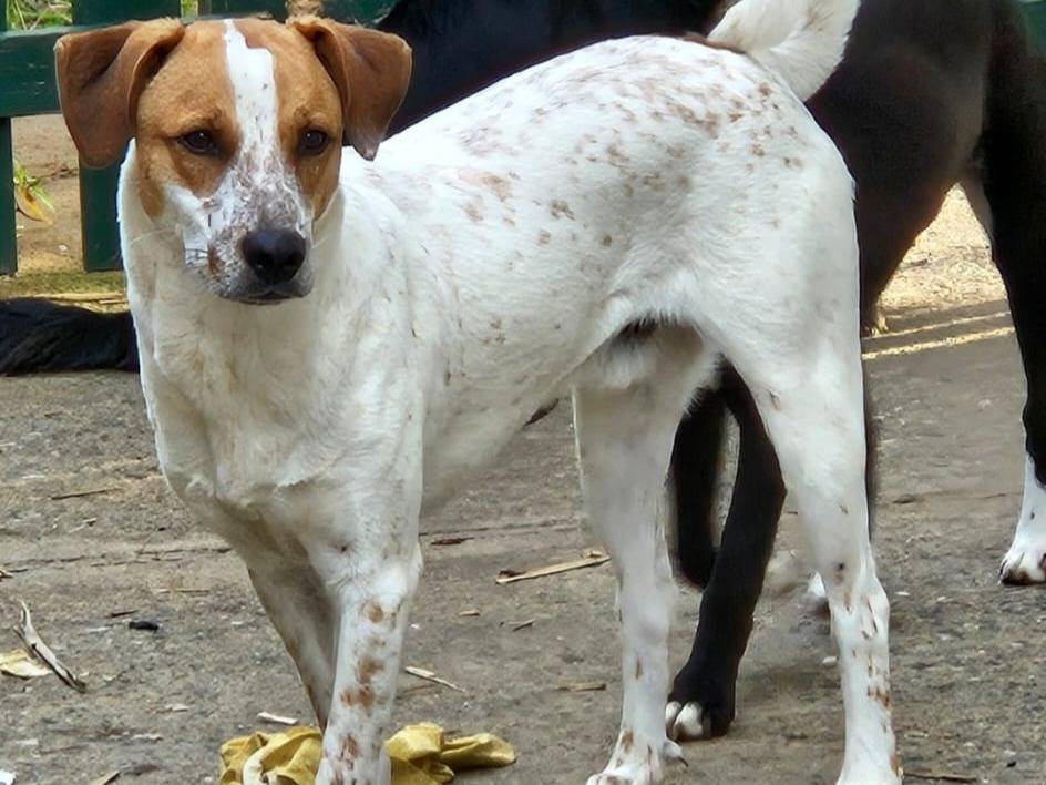 Adotta un cane, maschio, 8 mesi, Varese