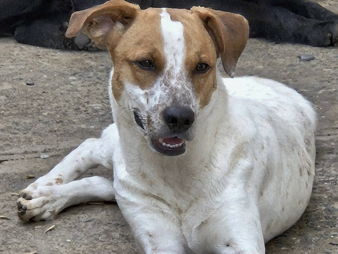 Vuoi adottare un cane a Varese?