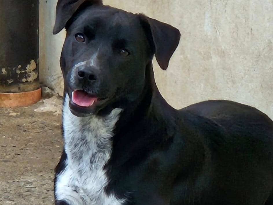 Adozione cane, maschio, Labrador Retriever Razza sconosciuta, 8 mesi, taglia media, Varese