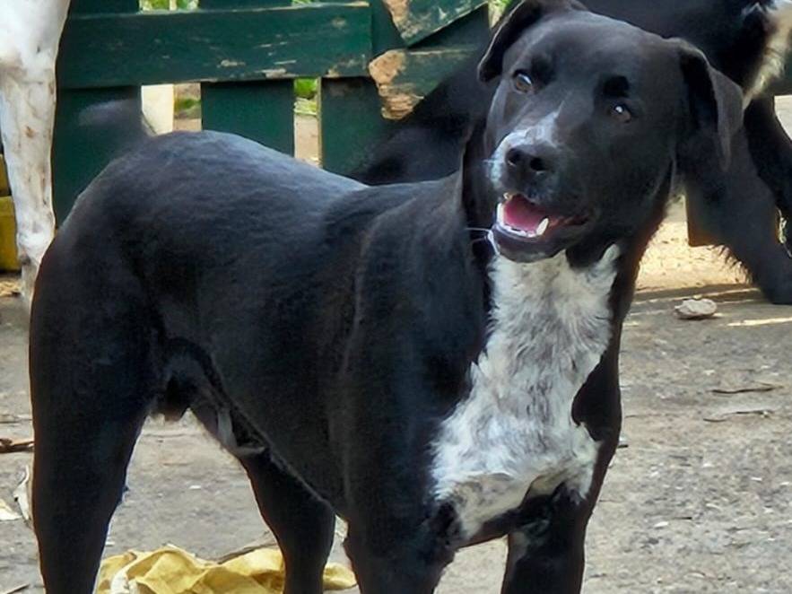 Adotta un cane, maschio, 8 mesi, Varese