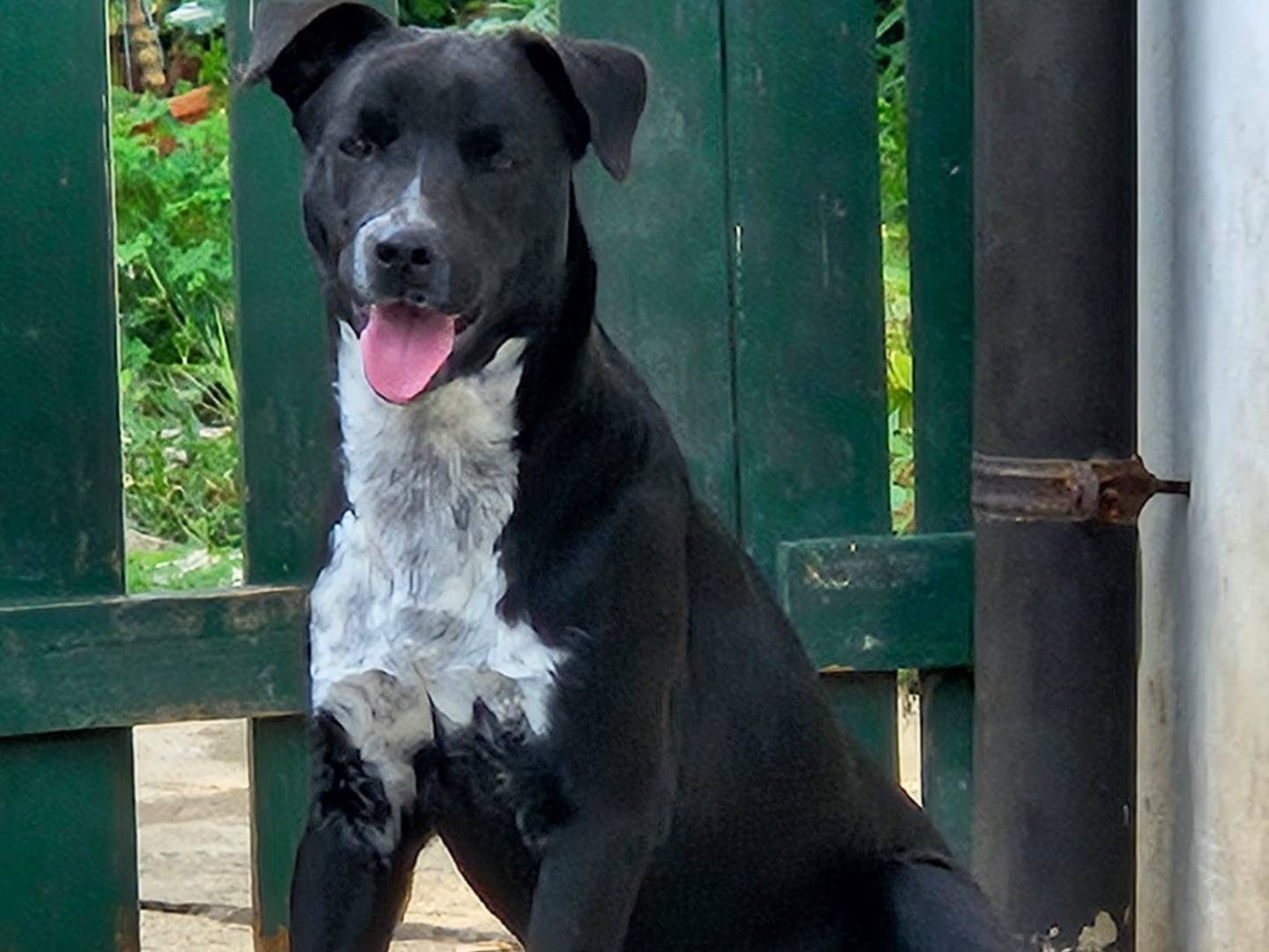 Adotta un cane, taglia media, maschio, Varese