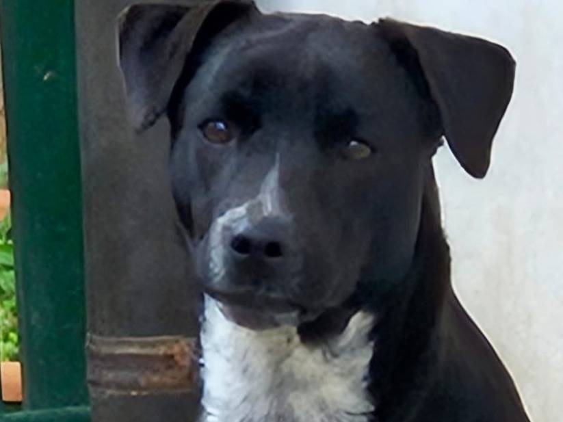 Vuoi adottare un cane a Varese?