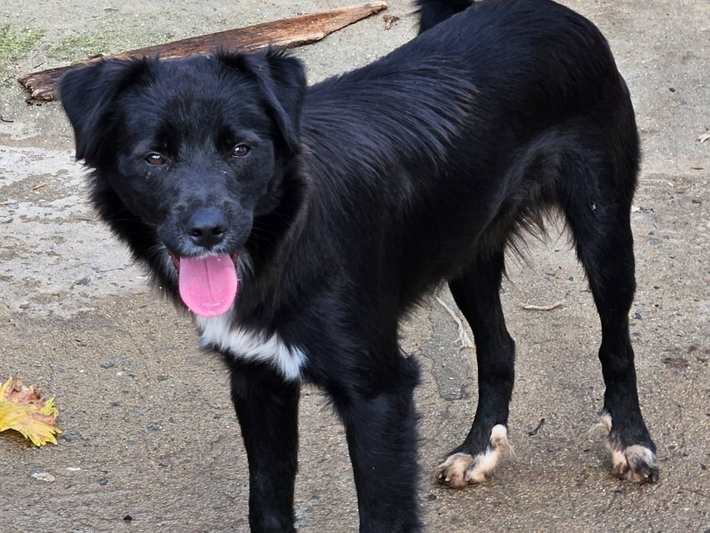 Adozione cane, maschio, Border Collie Razza sconosciuta, 8 mesi, taglia media, Varese