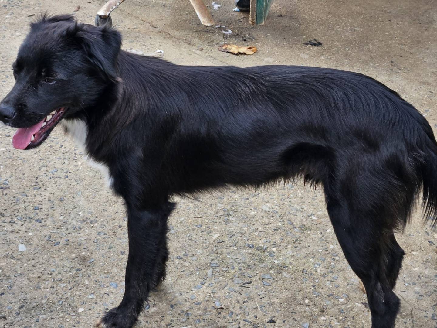 Adotta un cane, maschio, 8 mesi, Varese