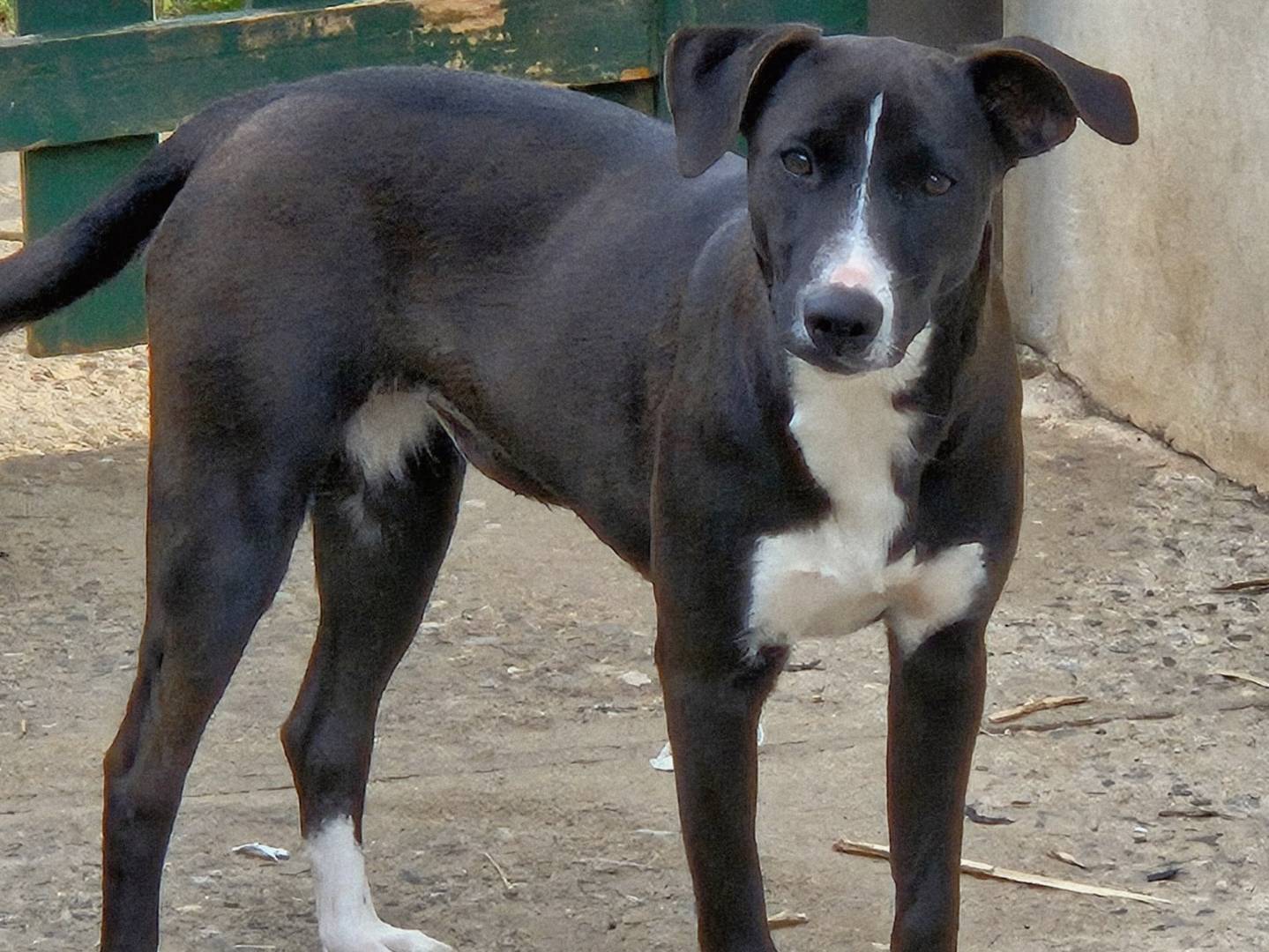 Adozione cane, femmina, Labrador Retriever Razza sconosciuta, 8 mesi, taglia media, Varese
