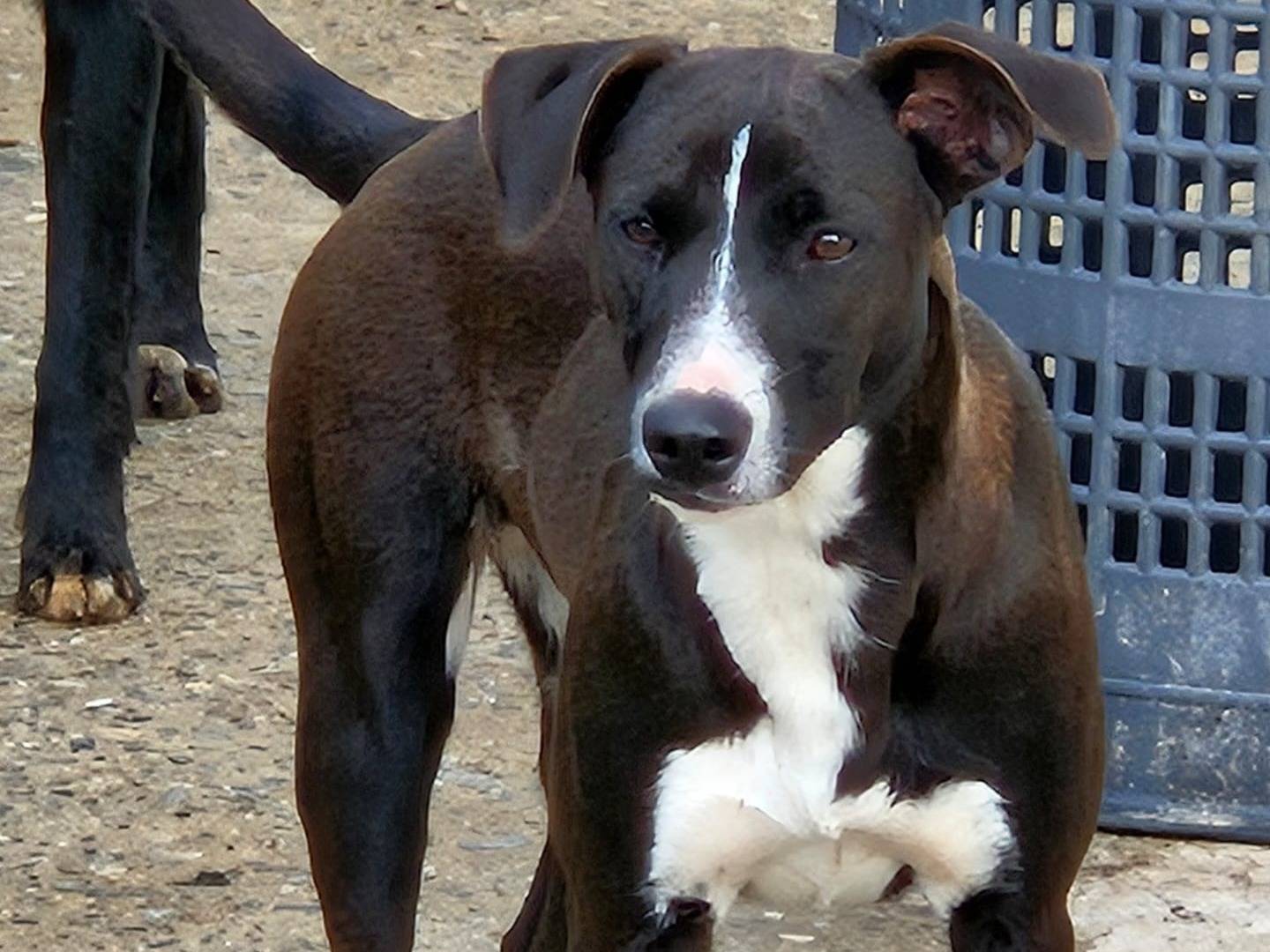 Adotta un cane, taglia media, femmina, Varese