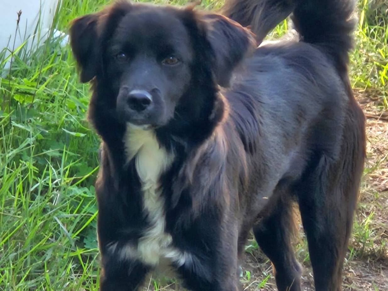 Adozione cane, maschio, Border Collie Razza sconosciuta, 8 mesi, taglia media, Varese