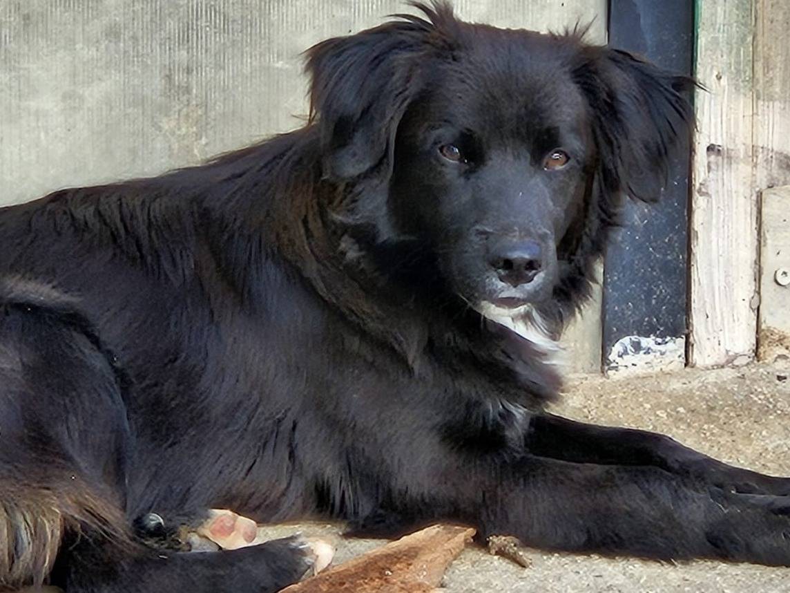 Adotta un cane, maschio, 8 mesi, Varese