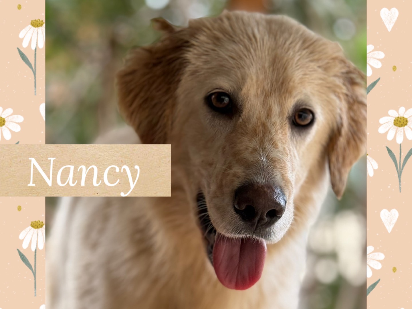 Adozione cane, femmina, Razza sconosciuta Razza sconosciuta, 1 anno e 8 mesi, taglia media, Catanzaro