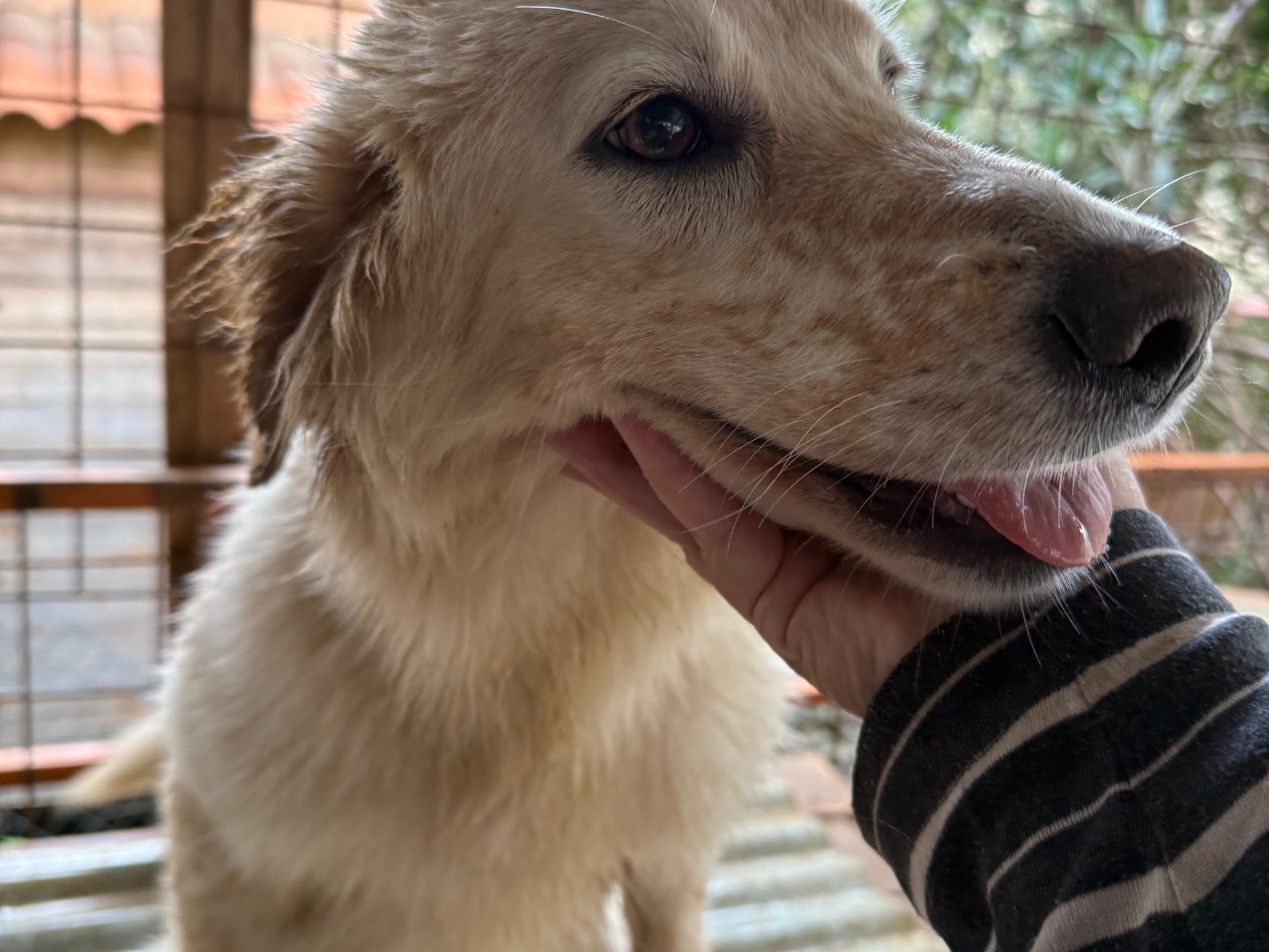 Adotta il cane Nancy a Catanzaro
