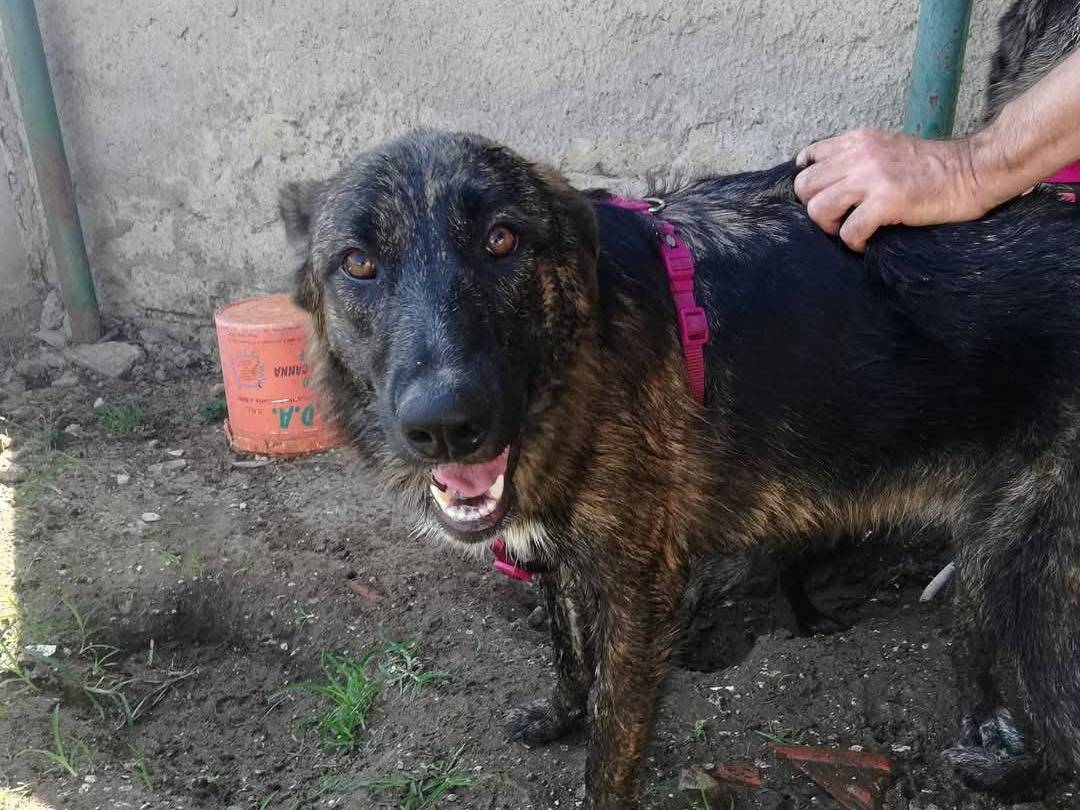 Adotta un cane, taglia grande, femmina, Caserta