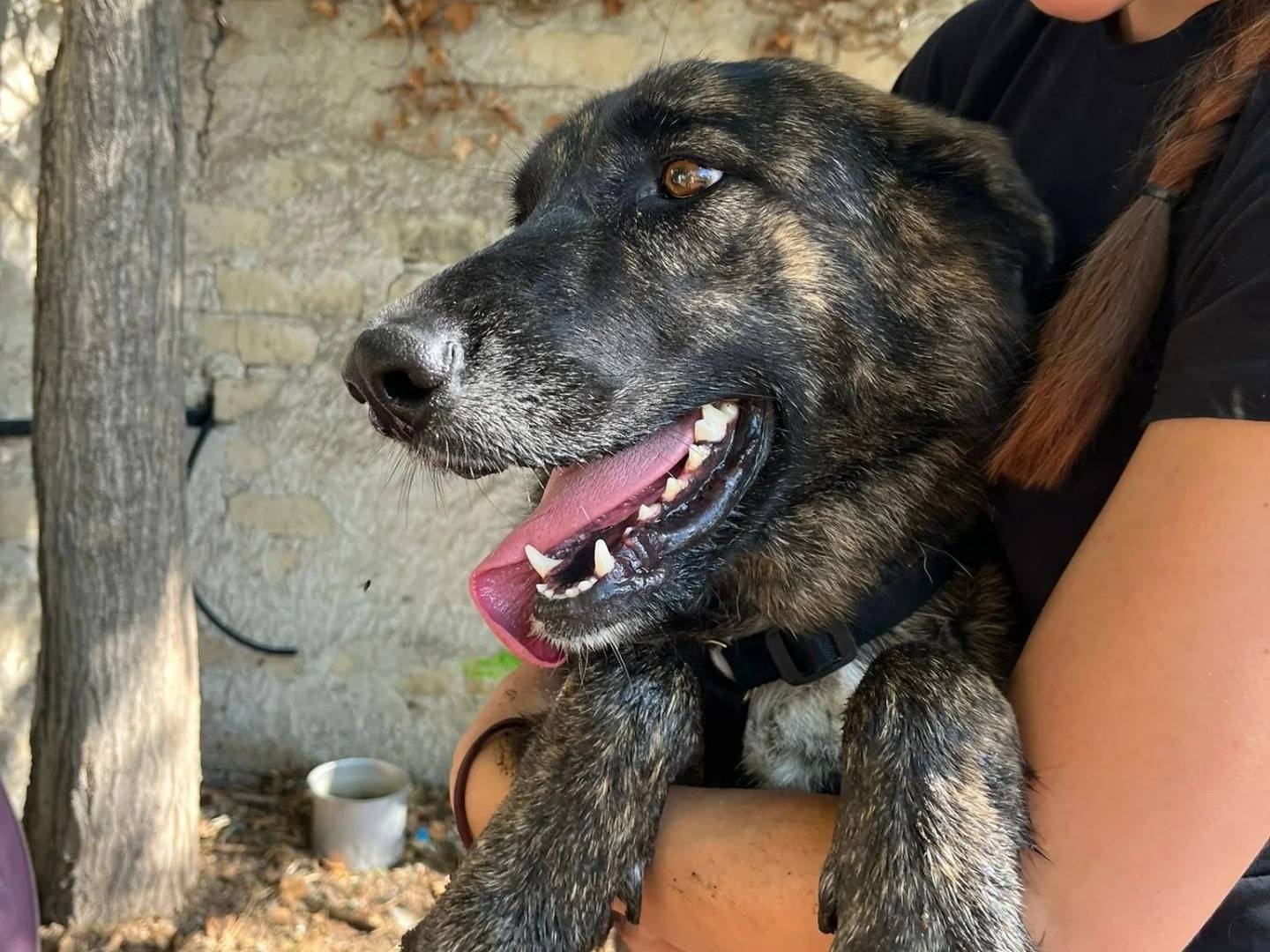 Vuoi adottare un cane a Caserta?