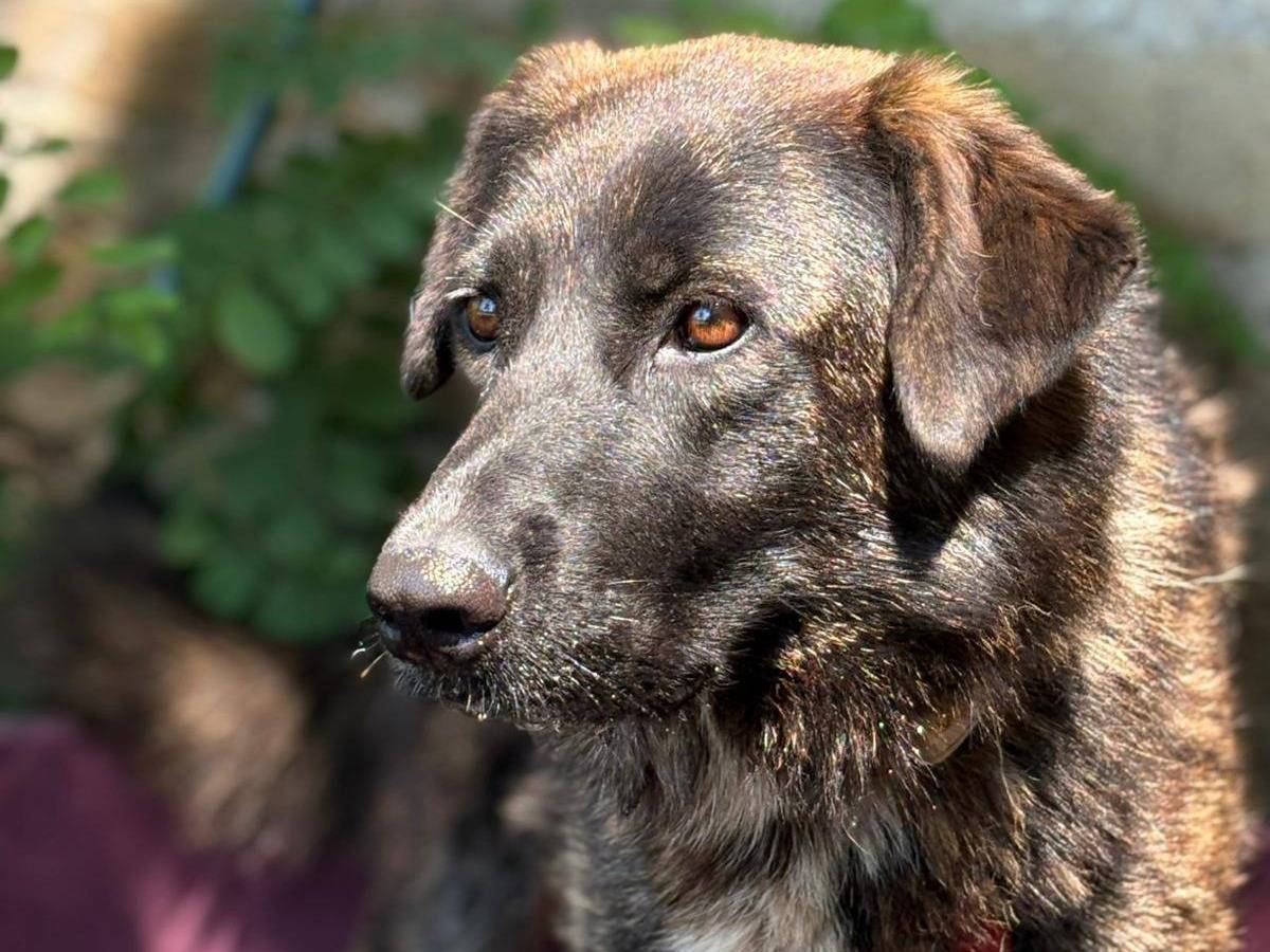 Adozione cane, femmina, Pastore tedesco Pastore Belga Malinois, 1 anno e 11 mesi, taglia media, Caserta