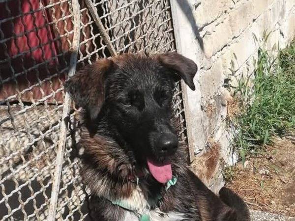 Adotta il cane PHOEBE a Caserta